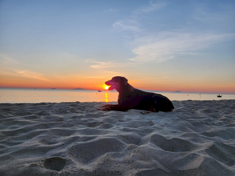 An adorable moment of a dog at the sunrise 